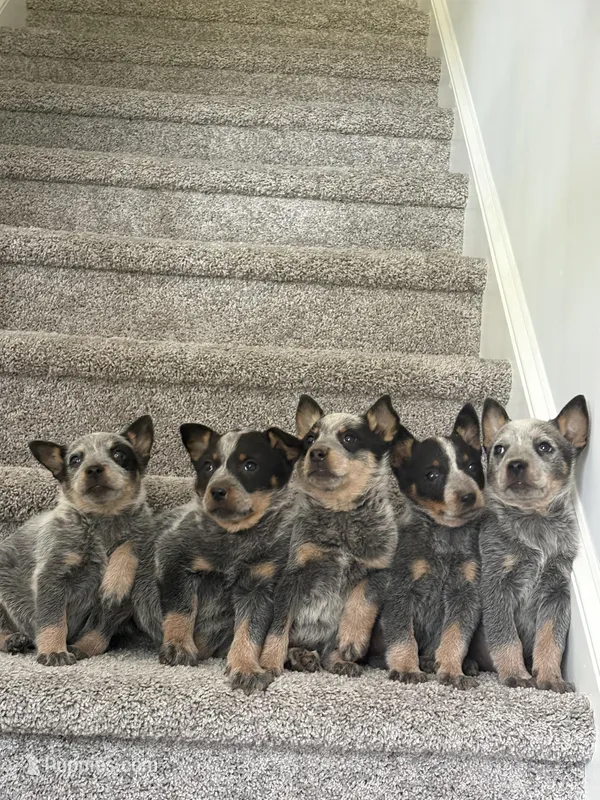 Blue Heeler – Australian Cattle Dog puppy for sale in Castalia, NC