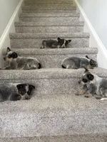 Blue Heeler, a female Australian Cattle Dog for sale in Castalia, NC – Photo 3 of 8