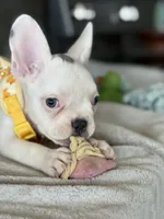 Charlie, a male French Bulldog for sale in Colorado Springs, CO – Photo 10 of 10