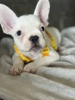 Charlie, a male French Bulldog for sale in Colorado Springs, CO – Photo 1 of 10