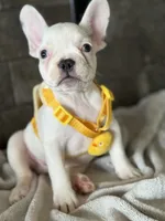 Charlie, a male French Bulldog for sale in Colorado Springs, CO – Photo 6 of 10