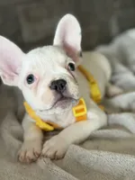 Charlie, a male French Bulldog for sale in Colorado Springs, CO – Photo 2 of 10