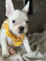 Charlie, a male French Bulldog for sale in Colorado Springs, CO – Photo 9 of 10