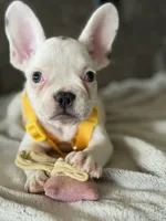 Charlie, a male French Bulldog for sale in Colorado Springs, CO – Photo 8 of 10