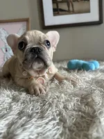 Lily-Snuggle Princess🫶, a female French Bulldog for sale in Colorado Springs, CO – Photo 2 of 10