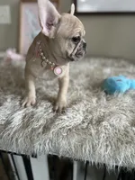 Lily-Snuggle Princess🫶, a female French Bulldog for sale in Colorado Springs, CO – Photo 10 of 10