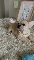 Lily-Snuggle Princess🫶, a female French Bulldog for sale in Colorado Springs, CO – Photo 3 of 10