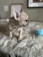 Lily-Snuggle Princess🫶, a female French Bulldog for sale in Colorado Springs, CO – Photo 9 of 10