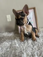 Jellyroll-Fun Loving🤩, a male French Bulldog for sale in Colorado Springs, CO – Photo 6 of 9