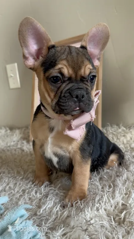 Jellyroll-Fun Loving🤩