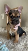 Jellyroll-Fun Loving🤩, a male French Bulldog for sale in Colorado Springs, CO – Photo 1 of 9