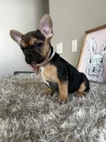 Jellyroll-Fun Loving🤩, a male French Bulldog for sale in Colorado Springs, CO – Photo 8 of 9