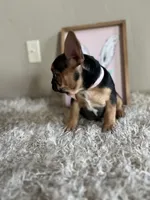 Jellyroll-Fun Loving🤩, a male French Bulldog for sale in Colorado Springs, CO – Photo 7 of 9