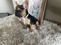 Jellyroll-Fun Loving🤩, a male French Bulldog for sale in Colorado Springs, CO – Photo 9 of 9