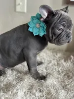 Kiko-Ewok Ears 😍, a female French Bulldog for sale in Colorado Springs, CO – Photo 5 of 8