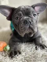 Kiko-Ewok Ears 😍, a female French Bulldog for sale in Colorado Springs, CO – Photo 1 of 8