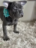 Kiko-Ewok Ears 😍, a female French Bulldog for sale in Colorado Springs, CO – Photo 2 of 8