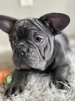 Kiko-Ewok Ears 😍, a female French Bulldog for sale in Colorado Springs, CO – Photo 8 of 8