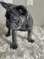 Kiko-Ewok Ears 😍, a female French Bulldog for sale in Colorado Springs, CO – Photo 4 of 8