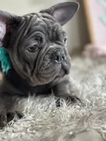 Kiko-Ewok Ears 😍, a female French Bulldog for sale in Colorado Springs, CO – Photo 7 of 8