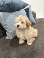 Maltipoo, a female Maltipoo and Poodle - Miniature  for sale in Oak Park, MI – 6 of 10