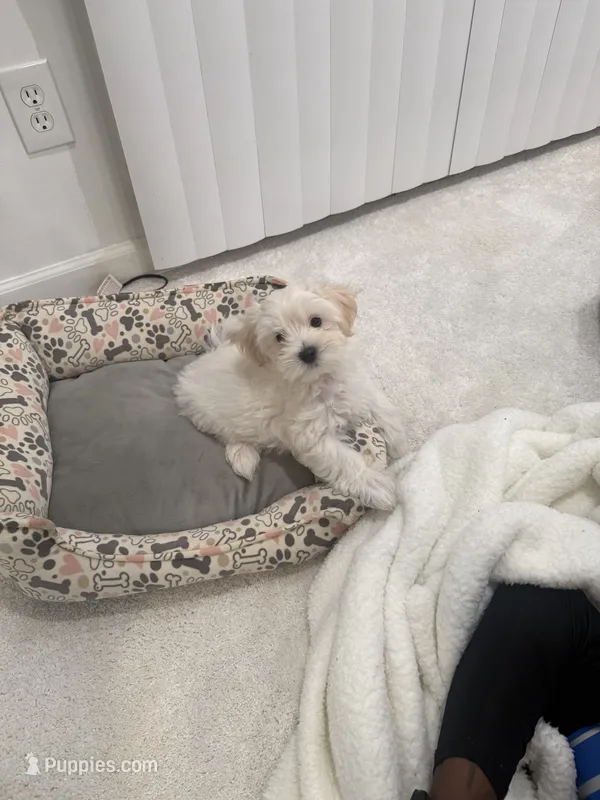 Maltipoo – Maltipoo puppy for sale in Oak Park, MI