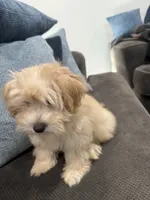 Maltipoo, a female Maltipoo and Poodle - Miniature  for sale in Oak Park, MI – 2 of 10