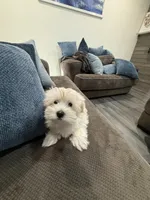 Maltipoo, a male Maltipoo and Poodle - Miniature  for sale in Oak Park, MI – 5 of 7