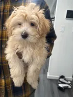 Maltipoo, a female Maltipoo and Poodle - Miniature  for sale in Oak Park, MI – 8 of 10