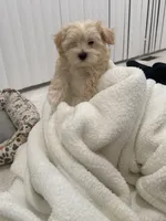 Maltipoo, a female Maltipoo for sale in Oak Park, MI – 3 of 6