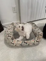 Maltipoo, a male Maltipoo for sale in Oak Park, MI – 9 of 9