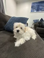 Maltipoo, a male Maltipoo and Poodle - Miniature  for sale in Oak Park, MI – 6 of 7