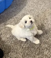 Maltipoo, a female Maltipoo for sale in Oak Park, MI – 4 of 5