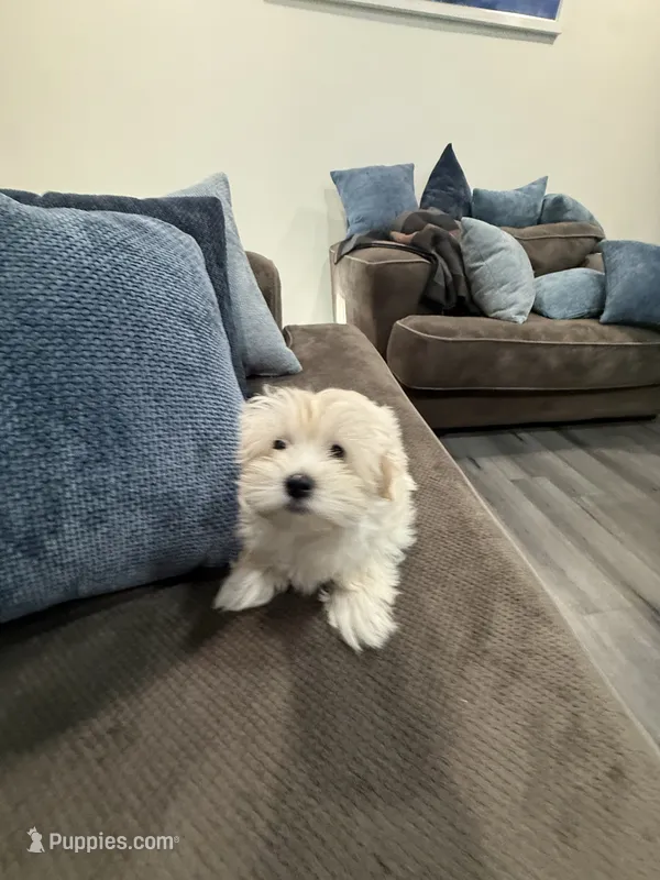 Maltipoo – Maltipoo, Poodle - Miniature  puppy for sale in Oak Park, MI