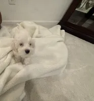 Maltipoo, a female Maltipoo for sale in Oak Park, MI – 3 of 5