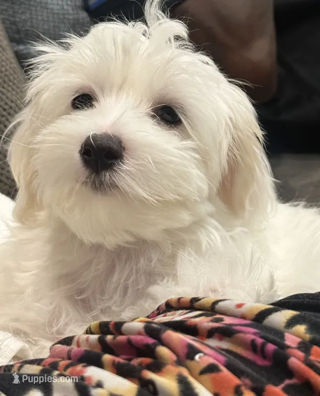 Maltipoo – Maltipoo puppy for sale in Oak Park, MI