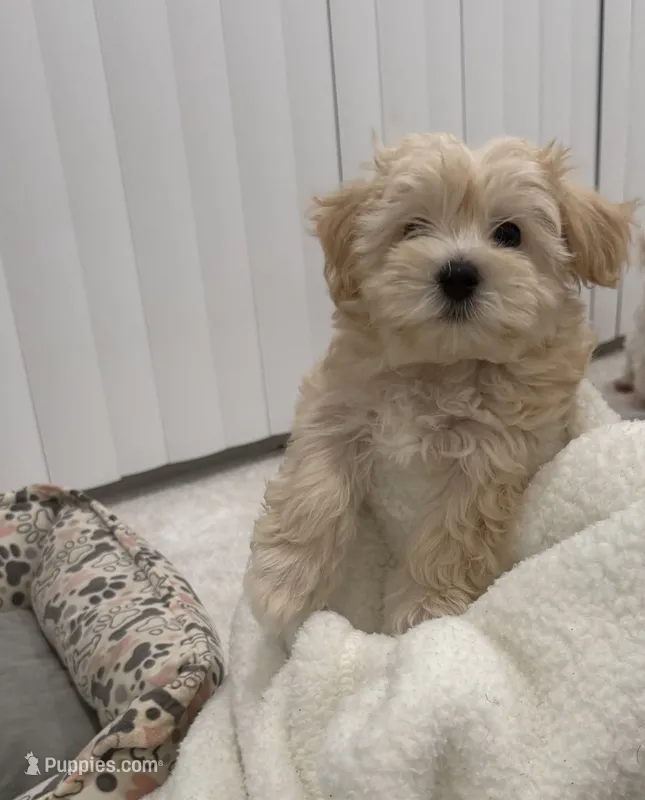 Maltipoo – Maltipoo puppy for sale in Oak Park, MI