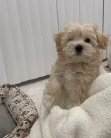 Maltipoo, a female Maltipoo for sale in Oak Park, MI – 1 of 6