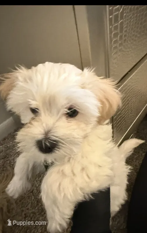 Maltipoo – Maltipoo puppy for sale in Oak Park, MI