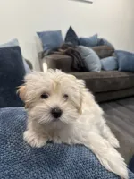 Maltipoo, a male Maltipoo and Poodle - Miniature  for sale in Oak Park, MI – 2 of 7