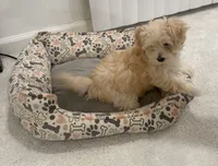 Maltipoo, a female Maltipoo for sale in Oak Park, MI – 2 of 6