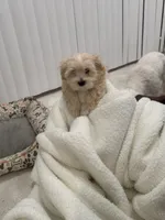 Maltipoo, a female Maltipoo for sale in Oak Park, MI – 4 of 6