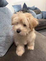 Maltipoo, a female Maltipoo and Poodle - Miniature  for sale in Oak Park, MI – 3 of 10