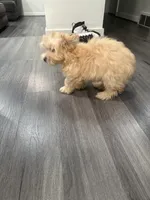 Maltipoo, a female Maltipoo and Poodle - Miniature  for sale in Oak Park, MI – 5 of 10
