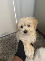 Maltipoo, a female Maltipoo for sale in Oak Park, MI – 5 of 6