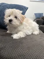 Maltipoo, a male Maltipoo and Poodle - Miniature  for sale in Oak Park, MI – 3 of 7