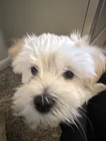 Maltipoo, a male Maltipoo for sale in Oak Park, MI – 8 of 9