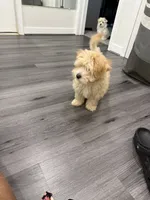 Maltipoo, a female Maltipoo and Poodle - Miniature  for sale in Oak Park, MI – 10 of 10