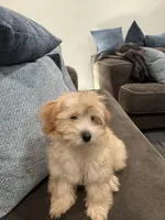 Maltipoo, a female Maltipoo and Poodle - Miniature  for sale in Oak Park, MI – 7 of 10