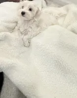 Maltipoo, a female Maltipoo for sale in Oak Park, MI – 2 of 5